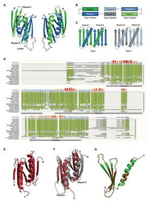 The Molecular Function of PURA and Its Implications in Neurological Diseases